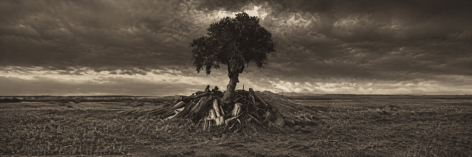 Cover artwork for Parshas Shoftim